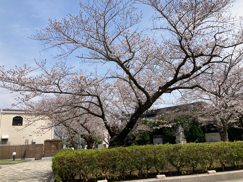 hanami04.jpg